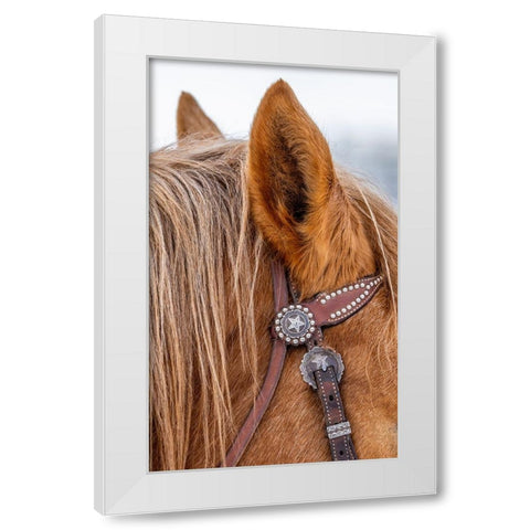 USA- Wyoming. Hideout Horse Ranch- horse detail.  White Modern Wood Framed Art Print by Looney, Hollice