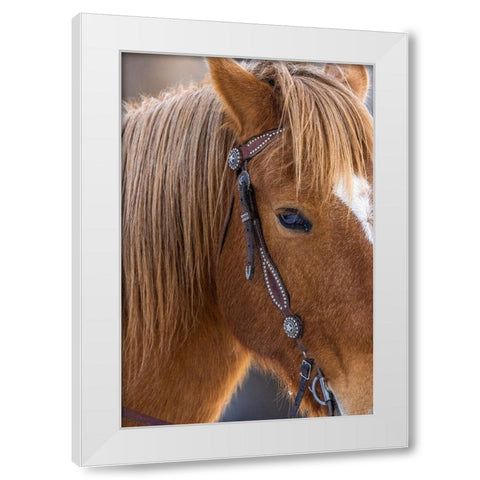 USA- Wyoming. Hideout Horse Ranch- horse detail.  White Modern Wood Framed Art Print by Looney, Hollice