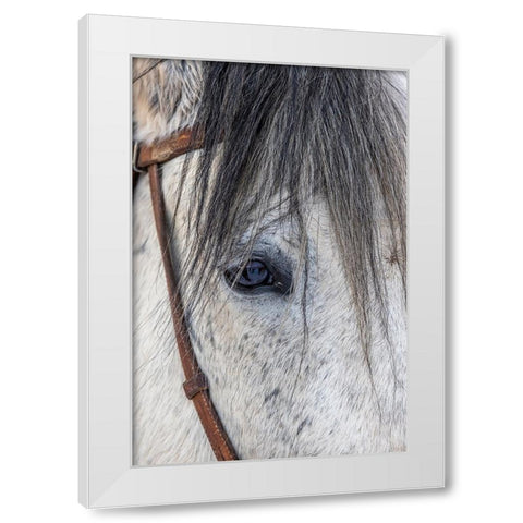 USA- Wyoming. Hideout Horse Ranch- horse detail.  White Modern Wood Framed Art Print by Looney, Hollice