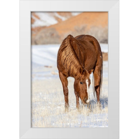 USA- Wyoming. Hideout Horse Ranch- horse grazing in snow.  White Modern Wood Framed Art Print by Looney, Hollice