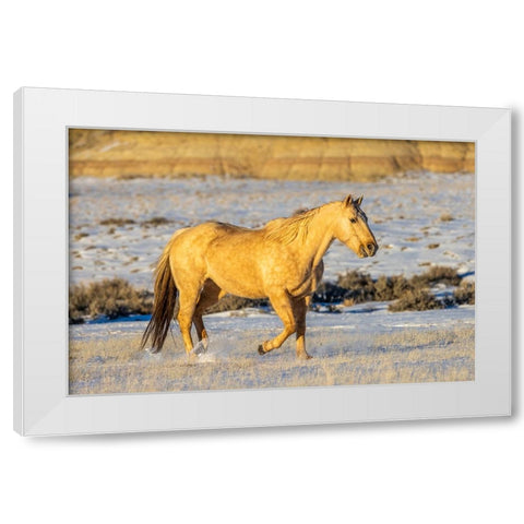 USA- Wyoming. Hideout Horse Ranch- horse in snow.  White Modern Wood Framed Art Print by Looney, Hollice