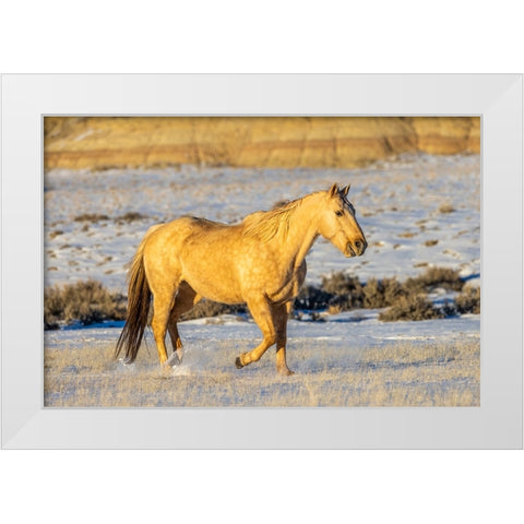 USA- Wyoming. Hideout Horse Ranch- horse in snow.  White Modern Wood Framed Art Print by Looney, Hollice