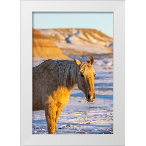 USA- Wyoming. Hideout Horse Ranch- horse in snow.  White Modern Wood Framed Art Print by Looney, Hollice