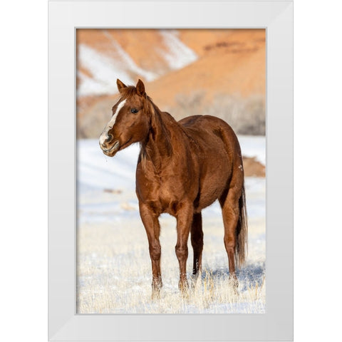 USA- Wyoming. Hideout Horse Ranch- horse in snow.  White Modern Wood Framed Art Print by Looney, Hollice