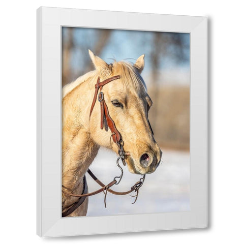 USA- Wyoming. Hideout Horse Ranch- horse portrait.  White Modern Wood Framed Art Print by Looney, Hollice