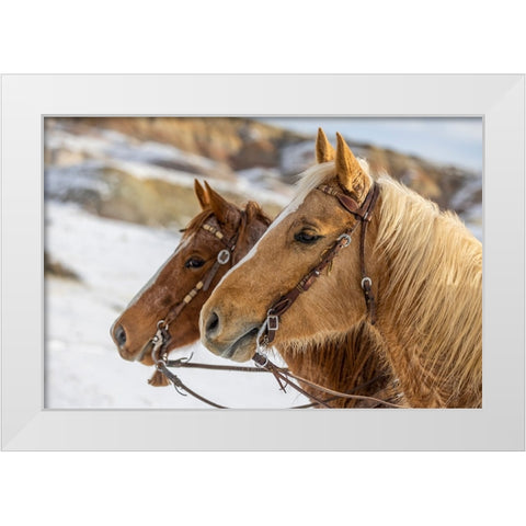 USA- Wyoming. Hideout Horse Ranch- horses at Rest in the snow.  White Modern Wood Framed Art Print by Looney, Hollice