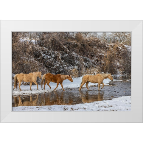 USA- Wyoming. Hideout Horse Ranch- horses crossing the stream.  White Modern Wood Framed Art Print by Looney, Hollice