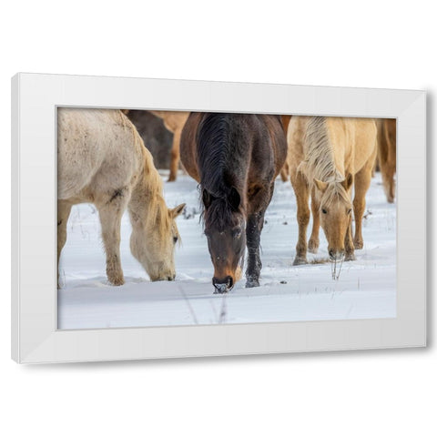 USA- Wyoming. Hideout Horse Ranch- horses grazing in the snow.  White Modern Wood Framed Art Print by Looney, Hollice