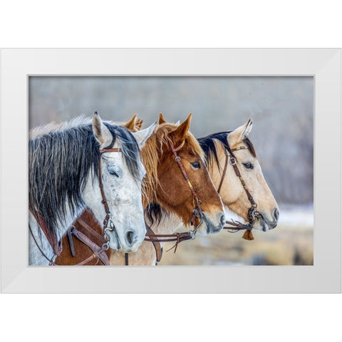 USA- Wyoming. Hideout Horse Ranch- horses in a Row.  White Modern Wood Framed Art Print by Looney, Hollice