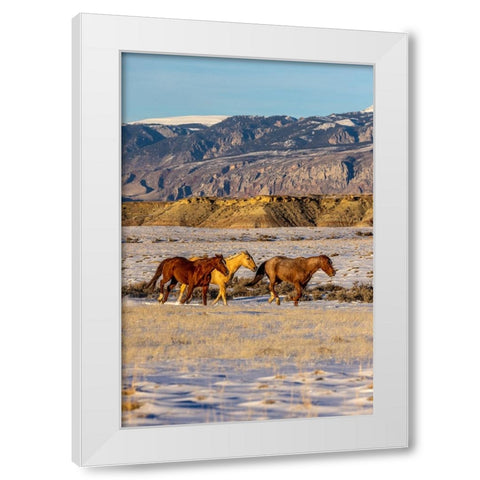 USA- Wyoming. Hideout Horse Ranch- horses in snow.  White Modern Wood Framed Art Print by Looney, Hollice
