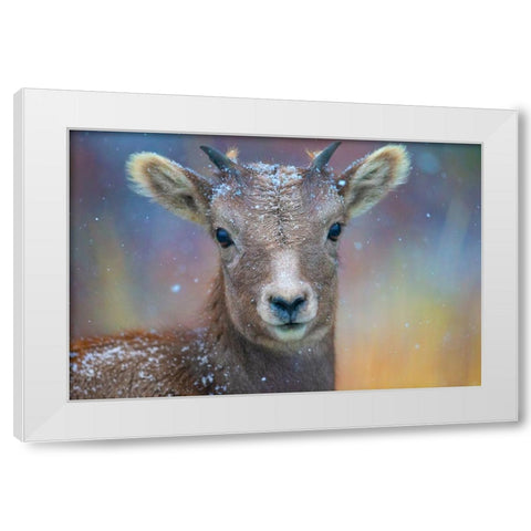 Wyoming. A young mountain goats first snow. White Modern Wood Framed Art Print by Muir, Janet