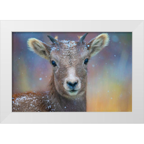 Wyoming. A young mountain goats first snow. White Modern Wood Framed Art Print by Muir, Janet