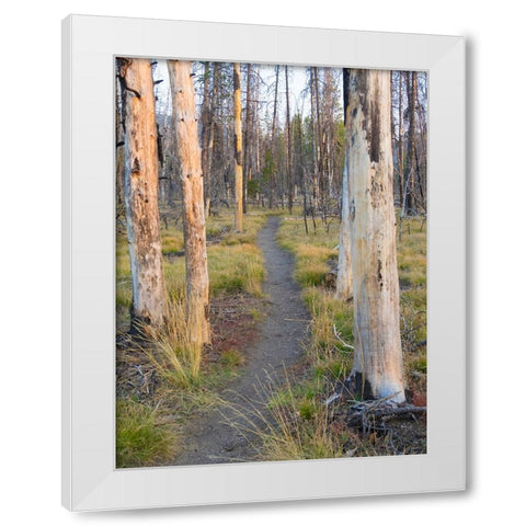 Wyoming- Grand Teton National Park. Trail through fire burned lodgepole pine trees White Modern Wood Framed Art Print by Wild, Jamie and Judy