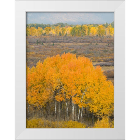Wyoming- Grand Teton National Park. Golden Aspen trees White Modern Wood Framed Art Print by Wild, Jamie and Judy