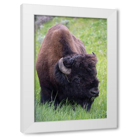 Wyoming Bison grazing-Yellowstone National Park White Modern Wood Framed Art Print by Zimmerman, Judith