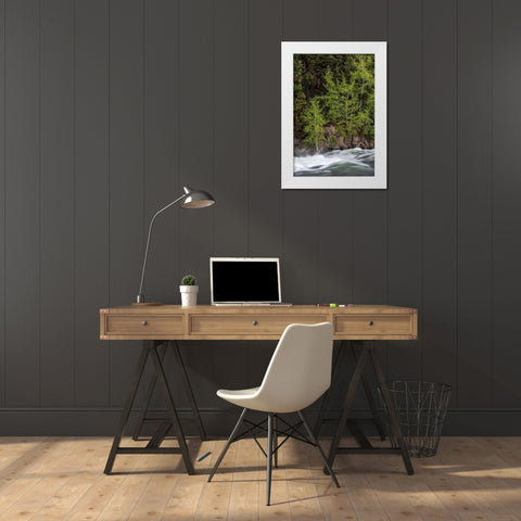 Wyoming Budding trees-La Grange Cascade-Yellowstone National Park White Modern Wood Framed Art Print by Zimmerman, Judith
