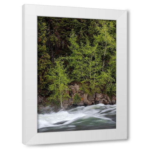 Wyoming Budding trees-La Grange Cascade-Yellowstone National Park White Modern Wood Framed Art Print by Zimmerman, Judith