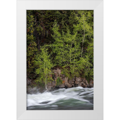 Wyoming Budding trees-La Grange Cascade-Yellowstone National Park White Modern Wood Framed Art Print by Zimmerman, Judith