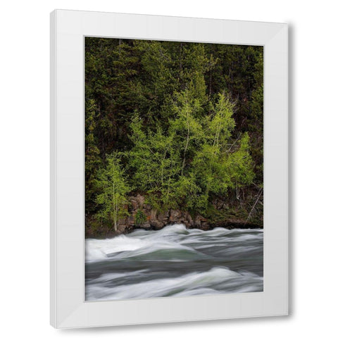 Wyoming Budding trees-La Grange Cascade-Yellowstone National Park White Modern Wood Framed Art Print by Zimmerman, Judith