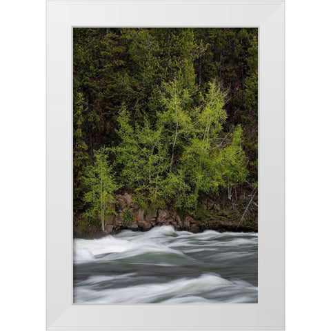 Wyoming Budding trees-La Grange Cascade-Yellowstone National Park White Modern Wood Framed Art Print by Zimmerman, Judith