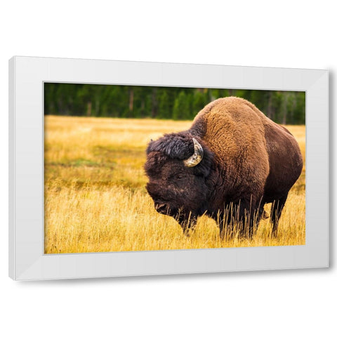 Bison-Yellowstone National Park-Wyoming-USA White Modern Wood Framed Art Print by Bishop, Russ