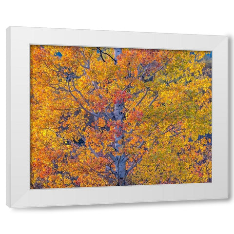 Wyoming-Jackson-Grand Teton National Park and fall colors on Aspen Trees White Modern Wood Framed Art Print by Gulin, Sylvia