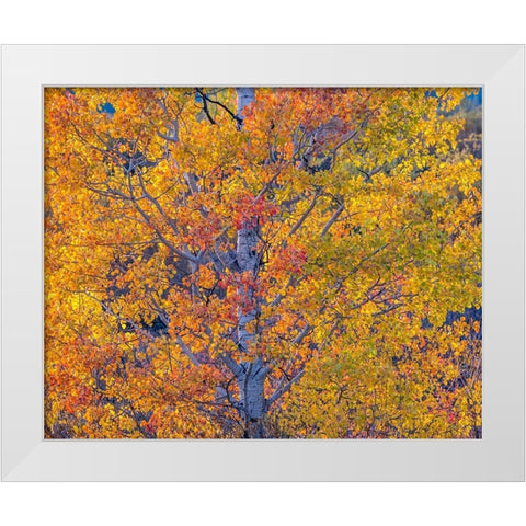 Wyoming-Jackson-Grand Teton National Park and fall colors on Aspen Trees White Modern Wood Framed Art Print by Gulin, Sylvia