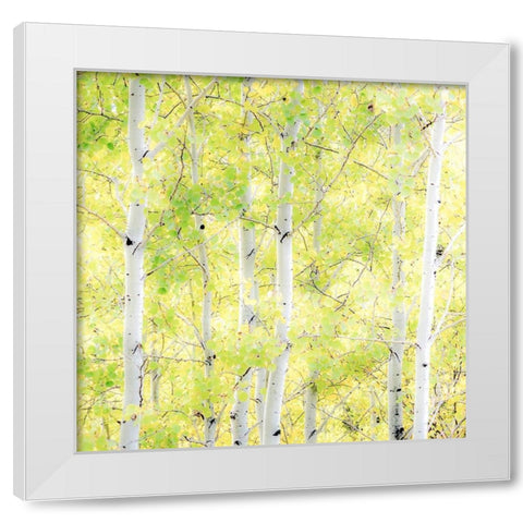 Wyoming-Jackson-Grand Teton National Park and fall colors on Aspen Trees White Modern Wood Framed Art Print by Gulin, Sylvia