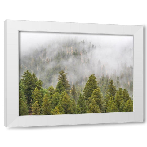 Wyoming-Hoback-clouds intermingling with evergreens on rainy morning White Modern Wood Framed Art Print by Gulin, Sylvia