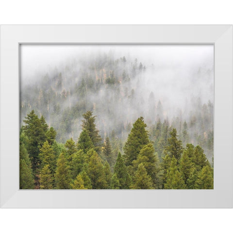 Wyoming-Hoback-clouds intermingling with evergreens on rainy morning White Modern Wood Framed Art Print by Gulin, Sylvia