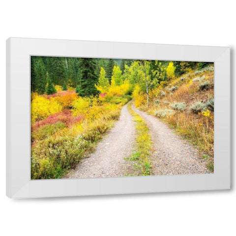 Wyoming-Hoback fall colors along Highway 89 and gravel road-with Dogwood-Willow-Evergreens-Aspens White Modern Wood Framed Art Print by Gulin, Sylvia