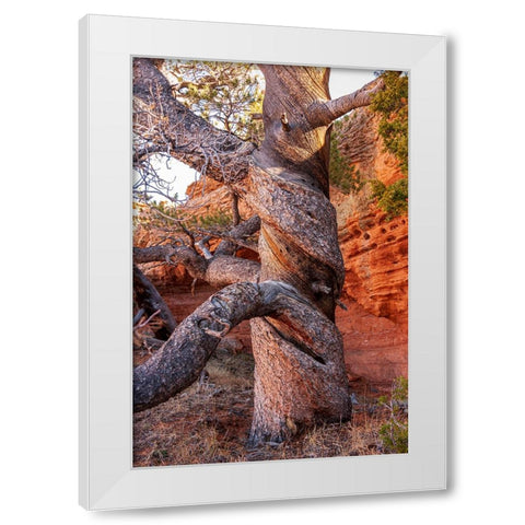 USA-Wyoming-Gnarled and twisted pine tree White Modern Wood Framed Art Print by Haseltine, Tom