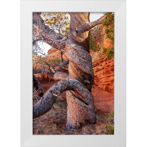 USA-Wyoming-Gnarled and twisted pine tree White Modern Wood Framed Art Print by Haseltine, Tom