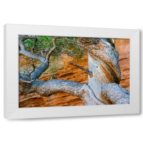 USA-Wyoming-Gnarled and twisted pine tree White Modern Wood Framed Art Print by Haseltine, Tom