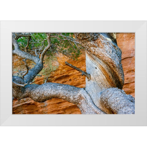 USA-Wyoming-Gnarled and twisted pine tree White Modern Wood Framed Art Print by Haseltine, Tom