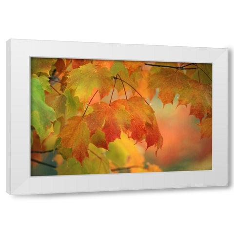 USA, Northeast, Maple Leaves in Rain White Modern Wood Framed Art Print by Rotenberg, Nancy