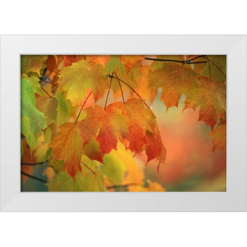 USA, Northeast, Maple Leaves in Rain White Modern Wood Framed Art Print by Rotenberg, Nancy