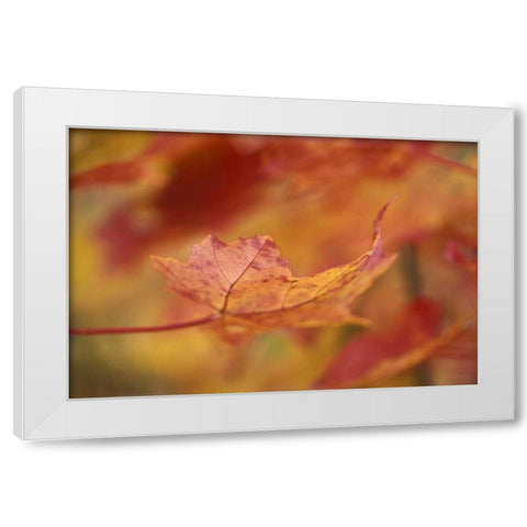 USA, Northeast, Red Maple Leaf in Fall White Modern Wood Framed Art Print by Rotenberg, Nancy