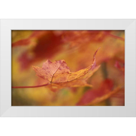 USA, Northeast, Red Maple Leaf in Fall White Modern Wood Framed Art Print by Rotenberg, Nancy