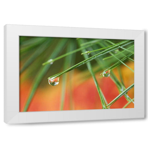 Northeast, Pine tree needles with waterdrop White Modern Wood Framed Art Print by Rotenberg, Nancy