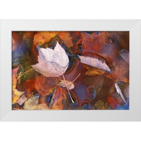 Northeast, Fall leaves in puddle with reflections White Modern Wood Framed Art Print by Rotenberg, Nancy