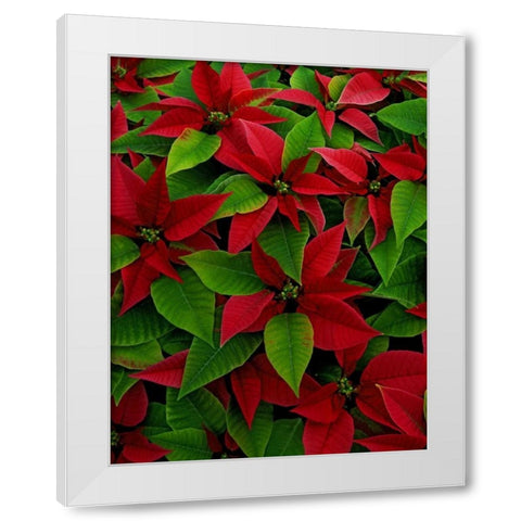 USA, Red poinsettia flowers with green leaves White Modern Wood Framed Art Print by Terrill, Steve