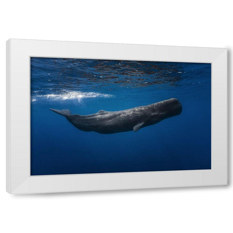 Sperm Whale White Modern Wood Framed Art Print by Gabriel, Barathieu