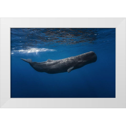Sperm Whale White Modern Wood Framed Art Print by Gabriel, Barathieu
