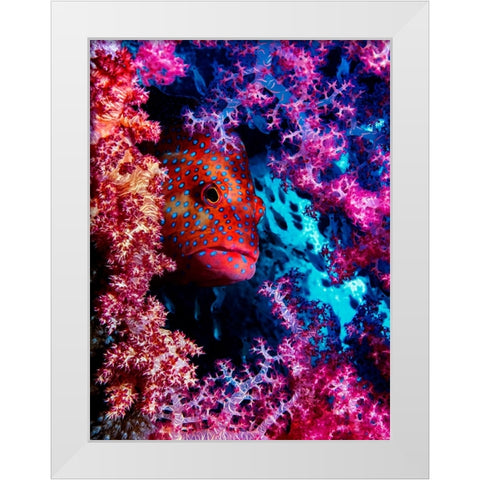 Coral Hind White Modern Wood Framed Art Print by Barchana, Dani