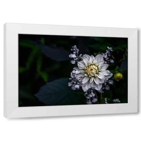 Dahlia Flower White Modern Wood Framed Art Print by Olsson, Ronny