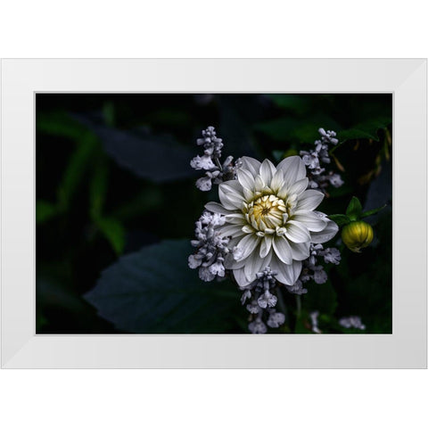 Dahlia Flower White Modern Wood Framed Art Print by Olsson, Ronny