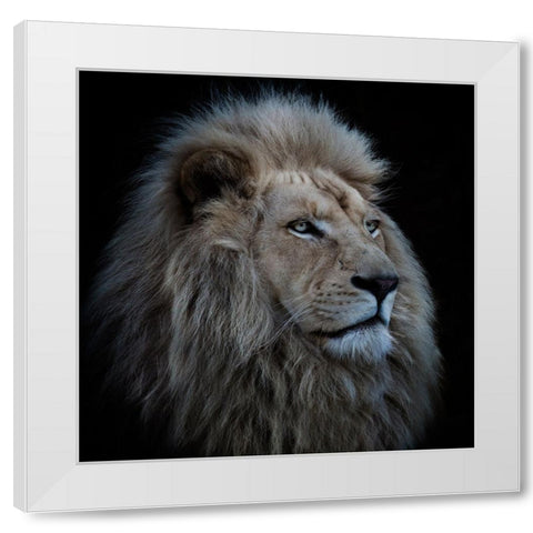 Proud Lion White Modern Wood Framed Art Print by Wolbers, Louise