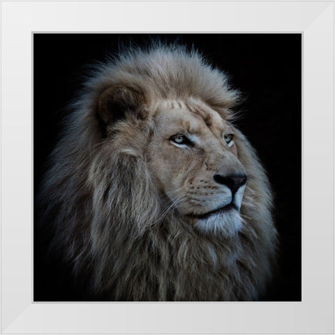 Proud Lion White Modern Wood Framed Art Print by Wolbers, Louise