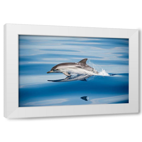 Striped Dolphin White Modern Wood Framed Art Print by Ugo, Mirko